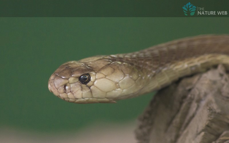 Spectacled Cobra